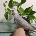 オカメインコ３歳メスで白内障です