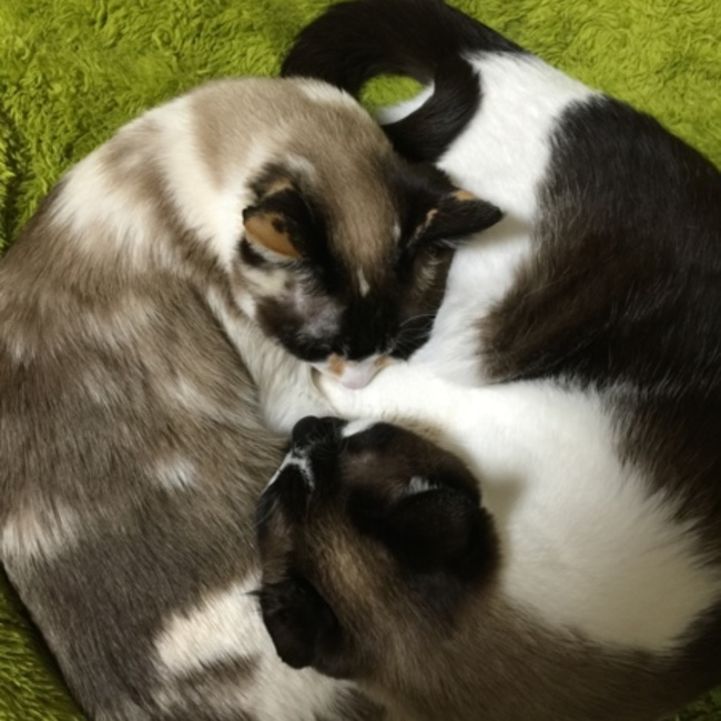 こまちーに。のカバー写真