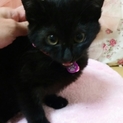 黒猫ちゃん男の子、生後2ヶ月