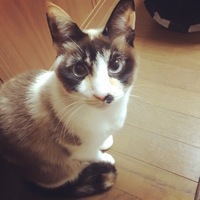 こつぶ。