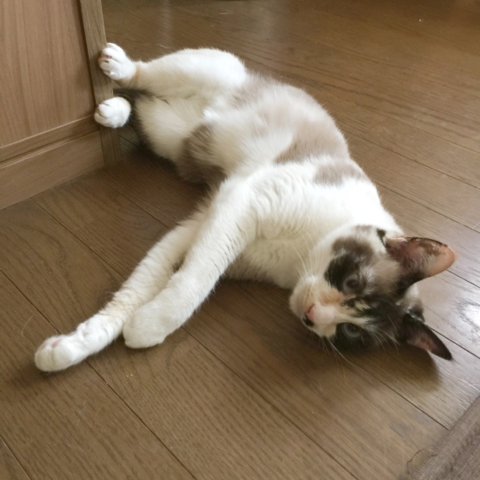 こつぶ。のカバー写真