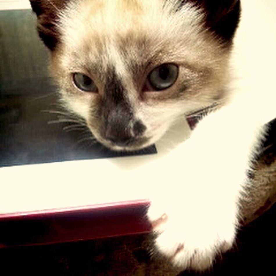 コロン。のカバー写真
