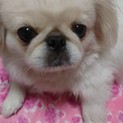 ペキニーズ　3歳　健康です。