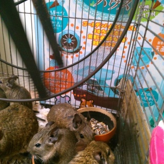 ノーマルデグー生後3ヶ月6匹