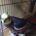 オカメインコ（♂・ノーマル・満３才）