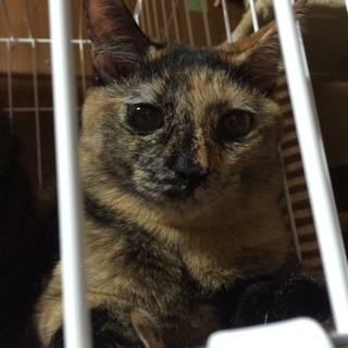 美人なサビ猫ちゃん避妊済みです。