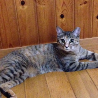 甘えん坊のよつばちゃん