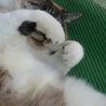 実家の猫ちゃん