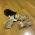 生後1ヶ月の子猫です