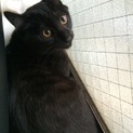 黒猫ビビちゃん