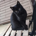 子猫3匹、生後3ヶ月です。黒、黒白、しましま。