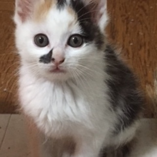 公園生まれの仔猫②