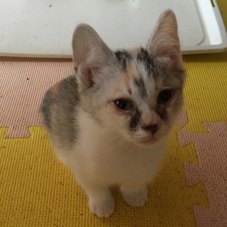 生後2ヶ月の三毛子猫です
