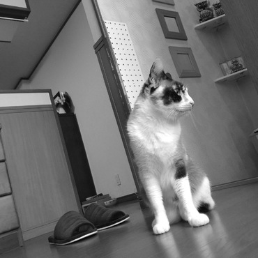 こつぶ。