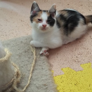 生後2ヶ月の三毛子猫です。