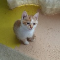 生後2ヶ月の茶トラ子猫です