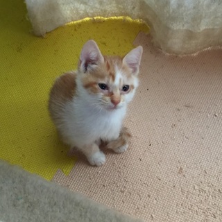 生後2ヶ月の茶トラ子猫です