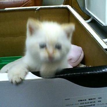 白黒猫のみかんさんのはなまる君みたくなっちゃった！瞬間移動！