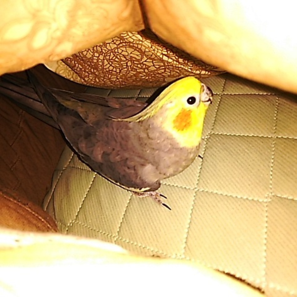 なずなのカバー写真