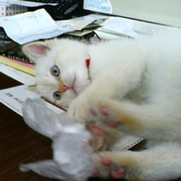 ビニール袋で遊ぶにゃぁ～♡カシャカシャして面白いにゃぁ