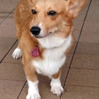 少しビビリで控えめなコーギーの女の子。