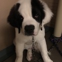 セント・バーナード4か月男の子優しい元気な子犬