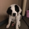 セント・バーナード4か月男の子優しい元気な子犬 サムネイル2