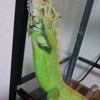 大切にしてくださる方を探しています