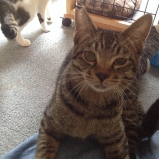 超甘えんボーイ☆ピヨ太