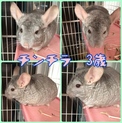 チンチラ オス 3歳  新しい家族募集 ！！