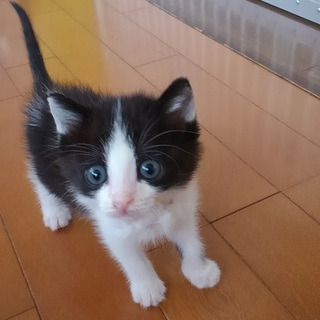 まんまるい目をしたオスの子ネコです
