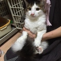 緊急里親募集中！！
