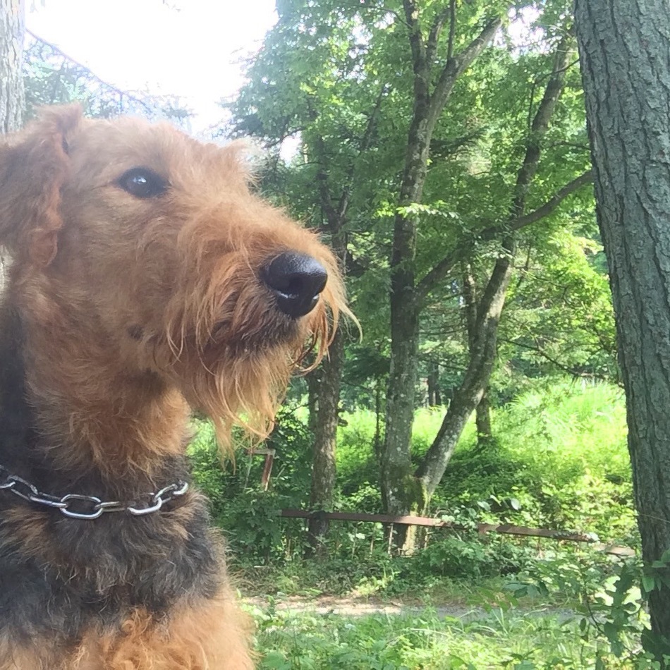 モコロのカバー写真