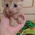 生後1カ月の仔猫を保護しました