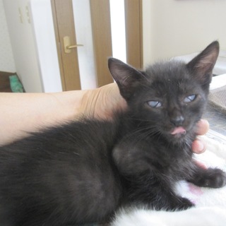 動画あり お膝大好きごろすり黒猫にっか君