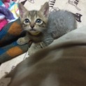 保健所からの引き出しです おからクン