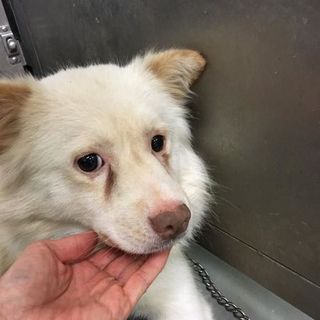 倉敷のスケキヨは、おとなしいわんこです・・