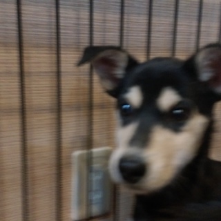 子犬ちゃんの家族を探しています