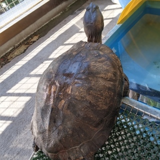 無事に里親様見つかりました！