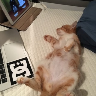 茶トラ 子猫 男の子 里親 どうかお願いします。