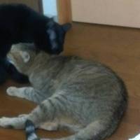 司