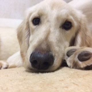 ☆生後６か月　可愛いゴールデン☆