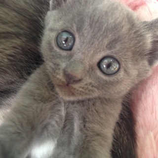 ありがとうございました。