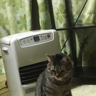 猫 1歳 オス ワクチン去勢済