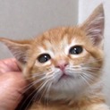 茶とらのチャコちゃん