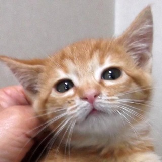茶とらのチャコちゃん
