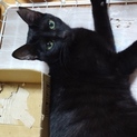 スリムで可愛い黒猫のメス