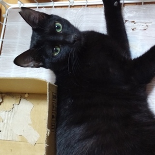 スリムで可愛い黒猫のメス