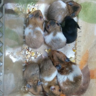 ゴールデンハムスターの里親様を募集します