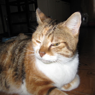 飼い主さんと一緒に住めることになりました。